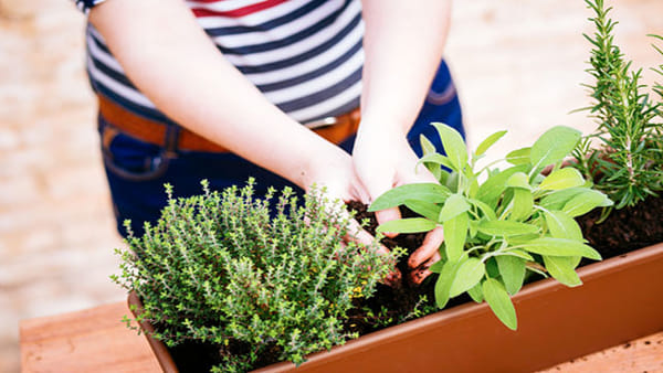 Aromaterapia sul balcone di casa: ecco 10 piante dai profumi benefici